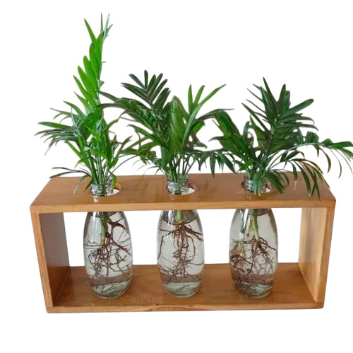 Water Plant Vases Set - Color: Transparent