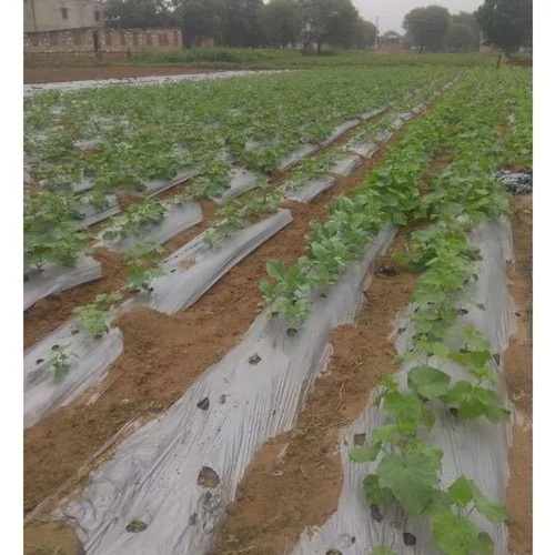 Shakti Mulching Film - Advantage: Strong