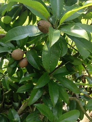 Kalapati Chiku Plants - Color: Green