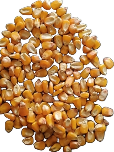 Yellow Maize