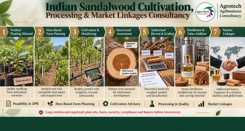 Commercial Indian Sandalwood Farming And Processing Project Consultancy - Color: Green