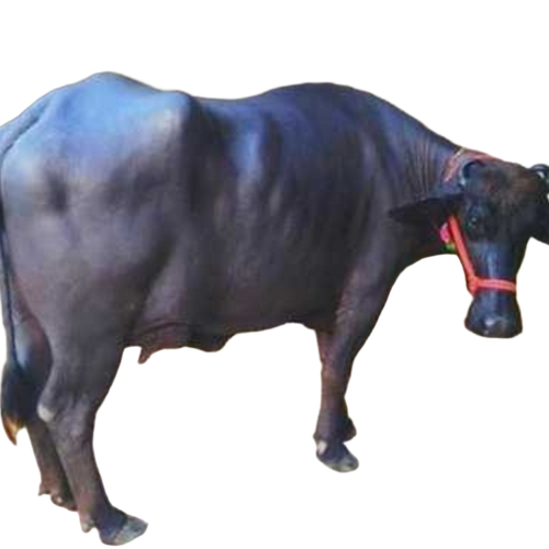 Murrah Buffalo By Kishan Dairy Farm