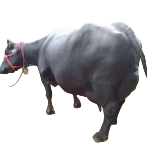 Sahiwal Buffalo