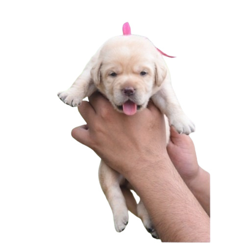 Labrador Retrieve Puppy