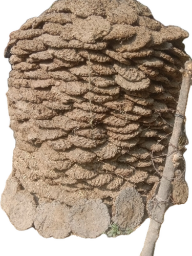 Cow Dung