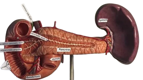 Model Of Spleen, Pancreas & Duodenum Model