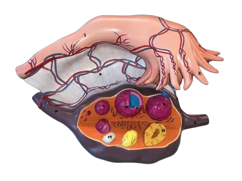 Ovary Model