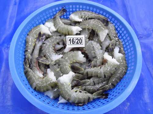 Frozen Black Tiger Prawns