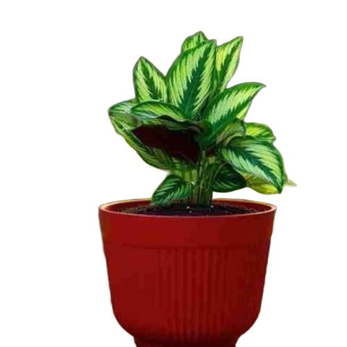 Flower Pots