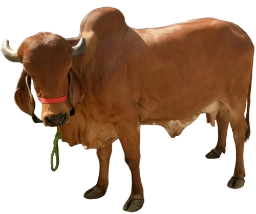 Desi Jersey Cow - Color: Brown