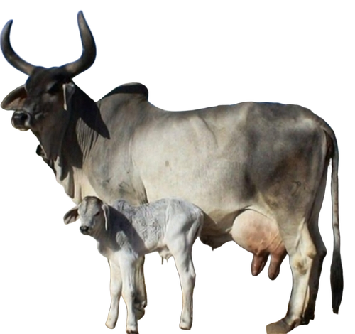 Female Pure Kankrej Cow - Color: White