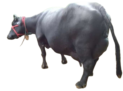 High Yield Black Murrah Buffalo - Gender: Female