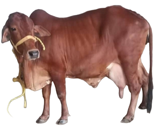 Pure Breed Jersey Cow