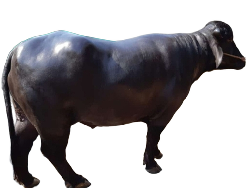 Pure Murrah Breed Buffalo - Color: Black