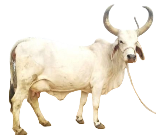 White High Yield Kankrej Cow - Gender: Female