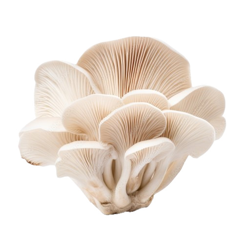 Fresh Oyster Mushrooms