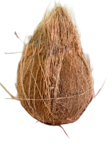Matured Coconut - Cultivation Type: Common