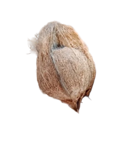 Semi Husk Matured Coconut - Cultivation Type: Common