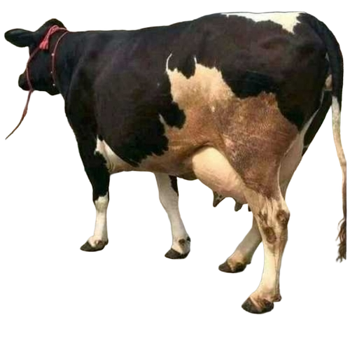 Hf Cow