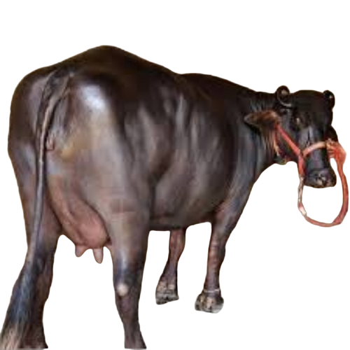 Murrah Buffalo