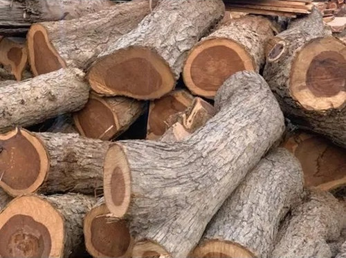 Oak Timber Logs
