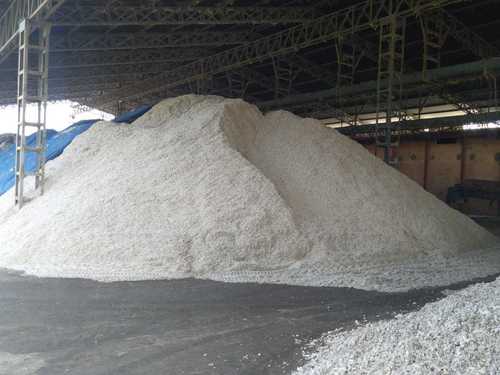 Bulk Cotton Seeds