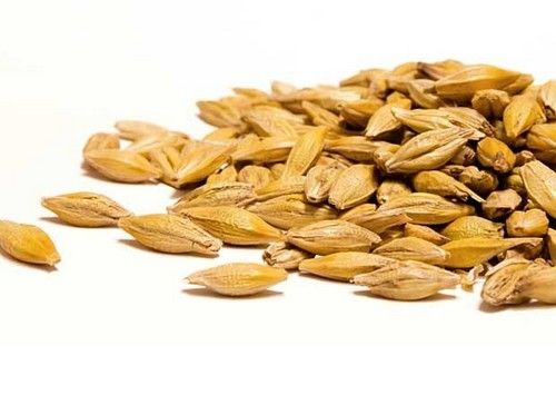 Barley Seed (Jao)