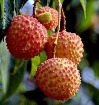 Organic Farm Fresh Lichi