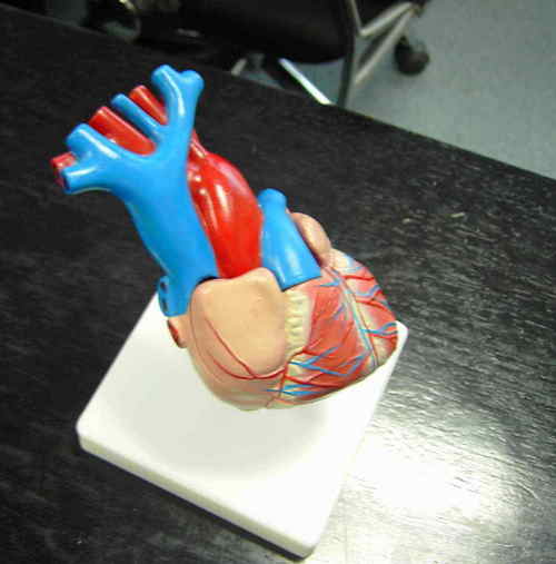 Anatomical models in China, Anatomical models Manufacturers & Suppliers