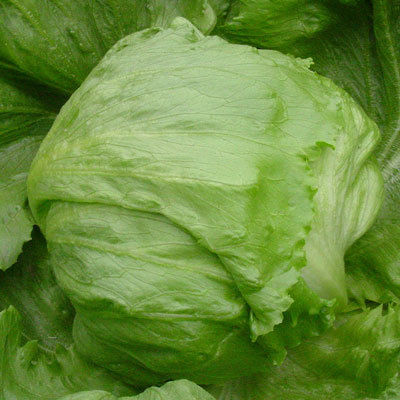 Lettuce Seed