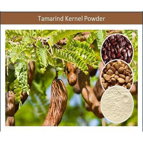 Fresh Tamarind Kernel Powder