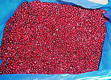 Lingonberry