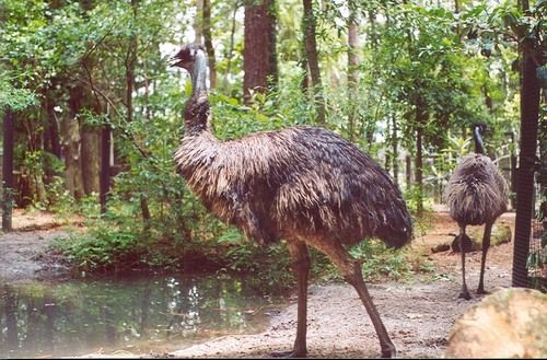 Emu Starter Feed