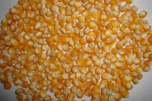 Popcorn Maize