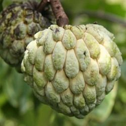 Custard Apples