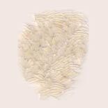  पूसा 1121 सफेद चावल