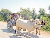 Bullock Cart Safari