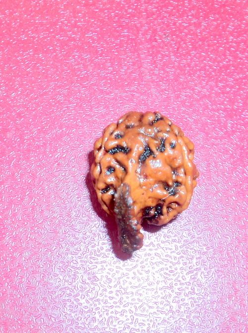 Ganesh Rudraksha