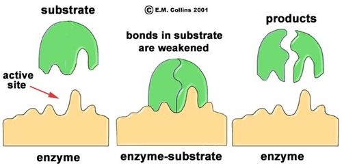 Enzyme And Enzymatic Preparations