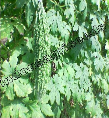 Bitter Gourd Seeds