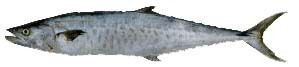 Spanish Mackerel Fish