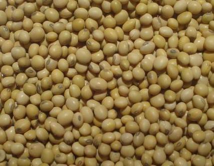 Organic Non Gmo Soybean