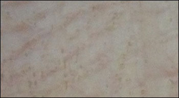 Birds Eye Maple Veneers