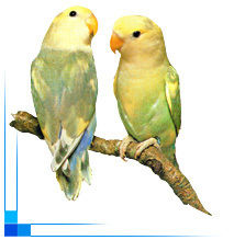 A Pair Of Pastel Blue Pied Lovebirds