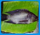 Tilapia Fish