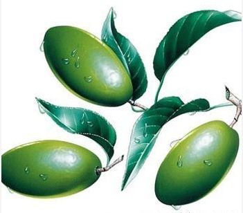 Olive Leaf Extract