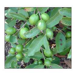 Guava Plants