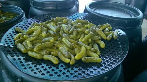 Pickled Cucumber In Acetic Acid