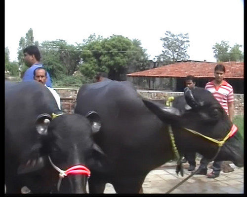 मुर्रा बुल्स