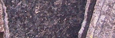 Silver Pearl Granite